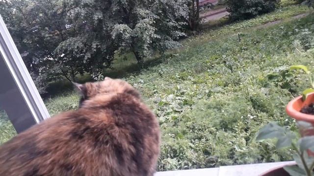 мой огород на лоджии и беседа о делах смотреть онлайн