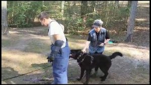 Немецкая овчарка. Отработка хватки  в ноги