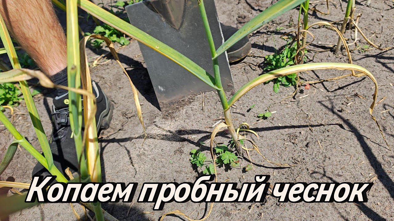 ⭕ Копаем пробный чеснок