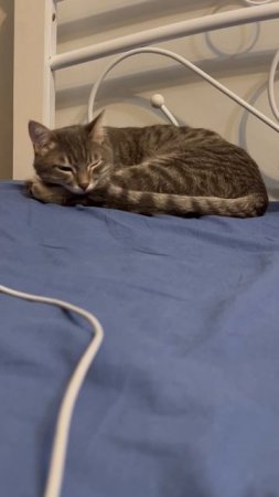 Милый котик 🐱