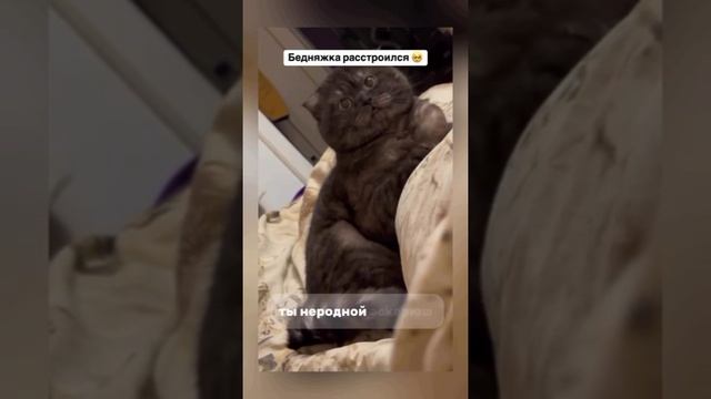 Четвероногие друзьЯ 🐈🐕