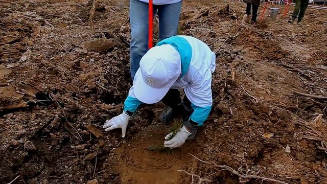 Сажаем лес смотреть онлайн