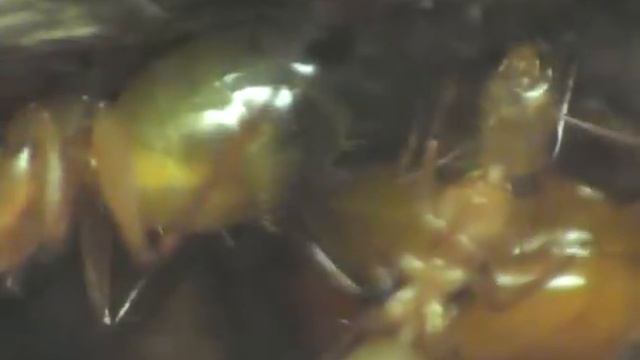 Мои муравьи -Camponotus из Израиля смотреть онлайн