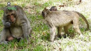 Baby monkey cry, Why big monkey do like this with Sweet Pea, Monkey Camp part 1380