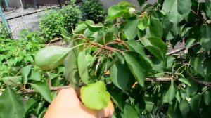 Абрикос Джумбо Кот 2016г.