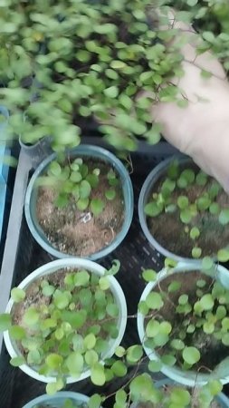 Мюленбекия в кашпо и рассада! Готовы к продаже!