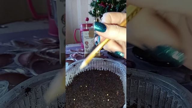 Посев эустомы.