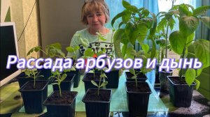 Рассада арбузов и дынь, помидоров и перцев после пикировки