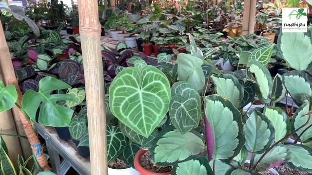 Koleksinya subur bikin ngiler⁉️kuping gajahnya wow⁉️ смотреть онлайн