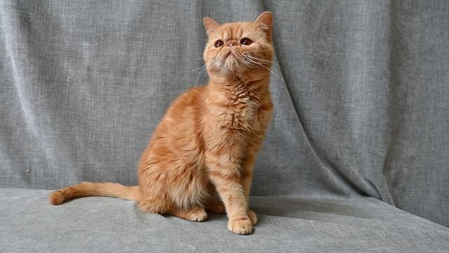 DSC_1905 смотреть онлайн