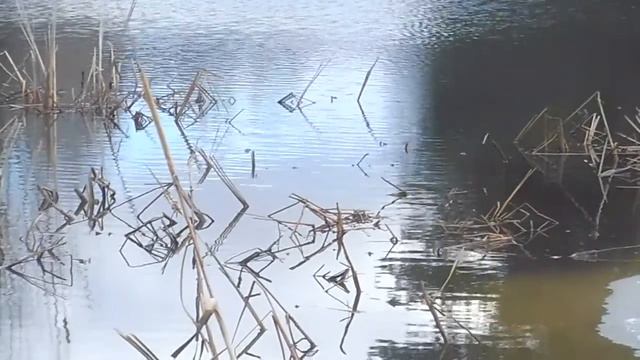 Птицы заливаются...Природа пробуждается смотреть онлайн