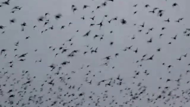 Скворцы атакую Евпаторию смотреть онлайн