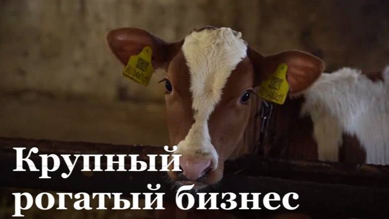 Как развиваются сельхозпроизводители в ЛНР?