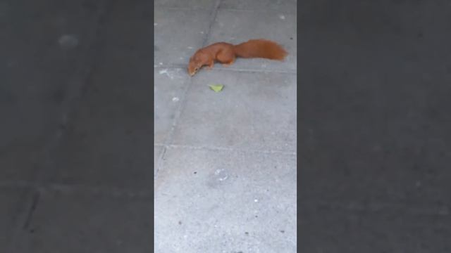 Белка у дома смотреть онлайн