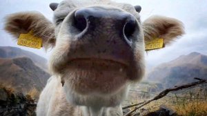 Ioane Natlismtsemlis Sakhelobis Dedata Monasteri