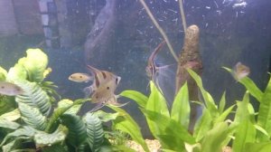Altum angelfish at Majestic Aquariums