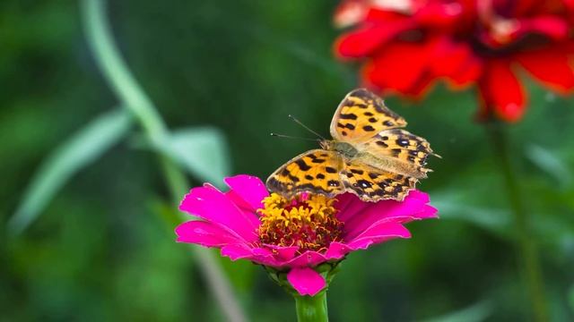 СПОКОЙНАЯ МУЗЫКА смотреть онлайн