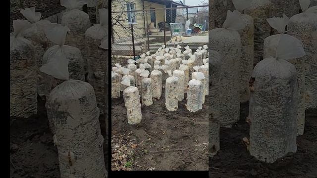 выращиваем грибы в домашних условиях смотреть онлайн