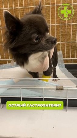 Самые частые заболевания собак
