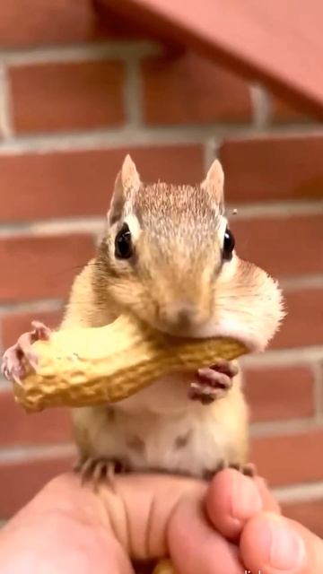 Favorite nut for a squirrel! 🐿️🥜❤️ смотреть онлайн