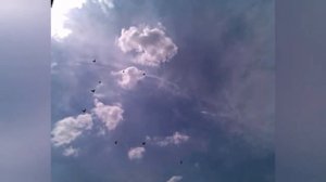 Николаевские голуби. Тренировка Красных молодых. Голуби Украины