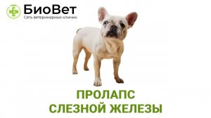 Пролапс слезной железы третьего века