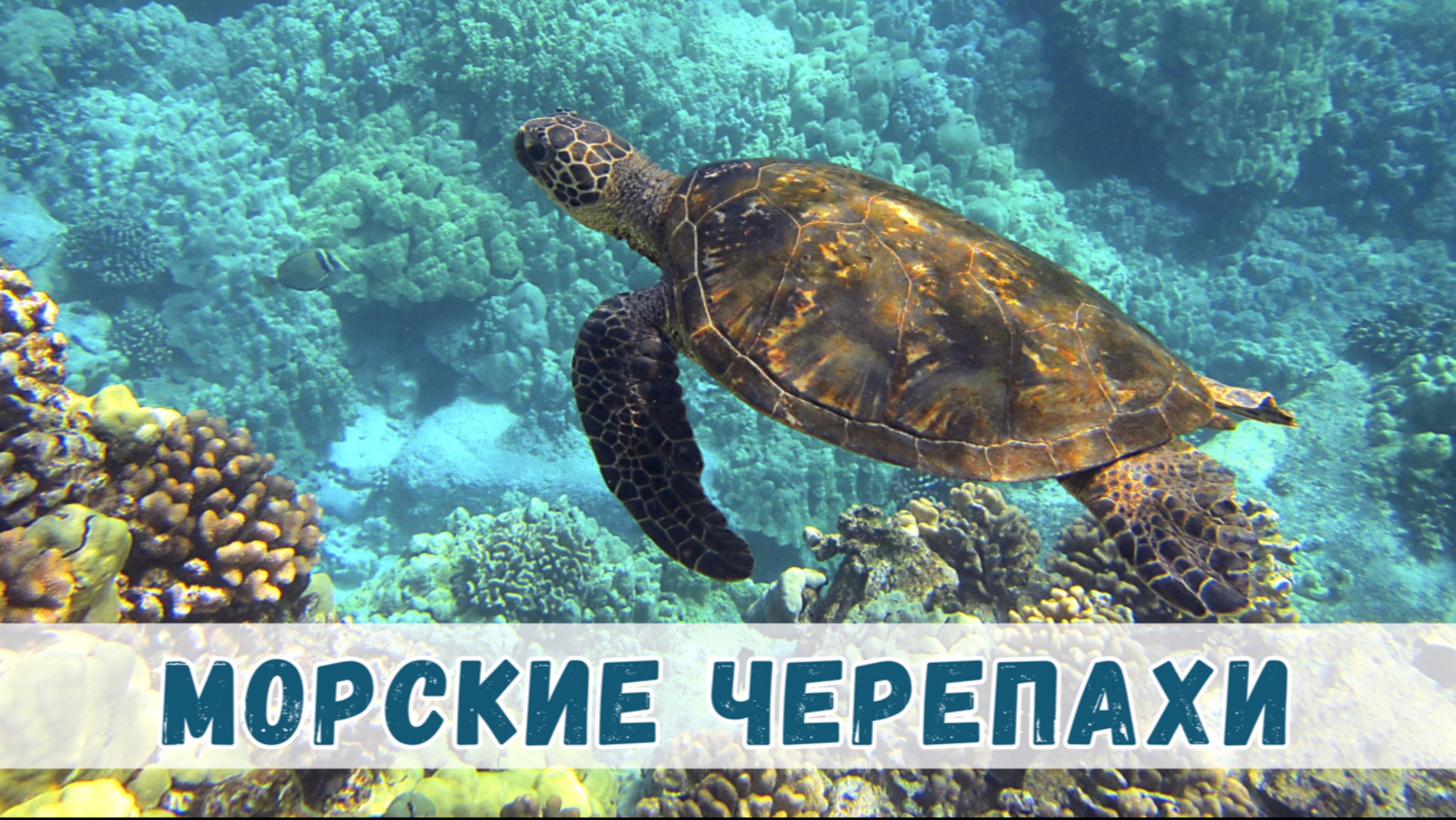 Морские черепахи: древние странники океанов
