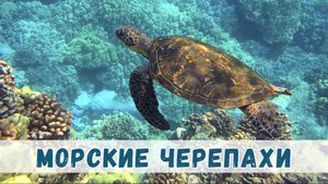 Морские черепахи: древние странники океанов