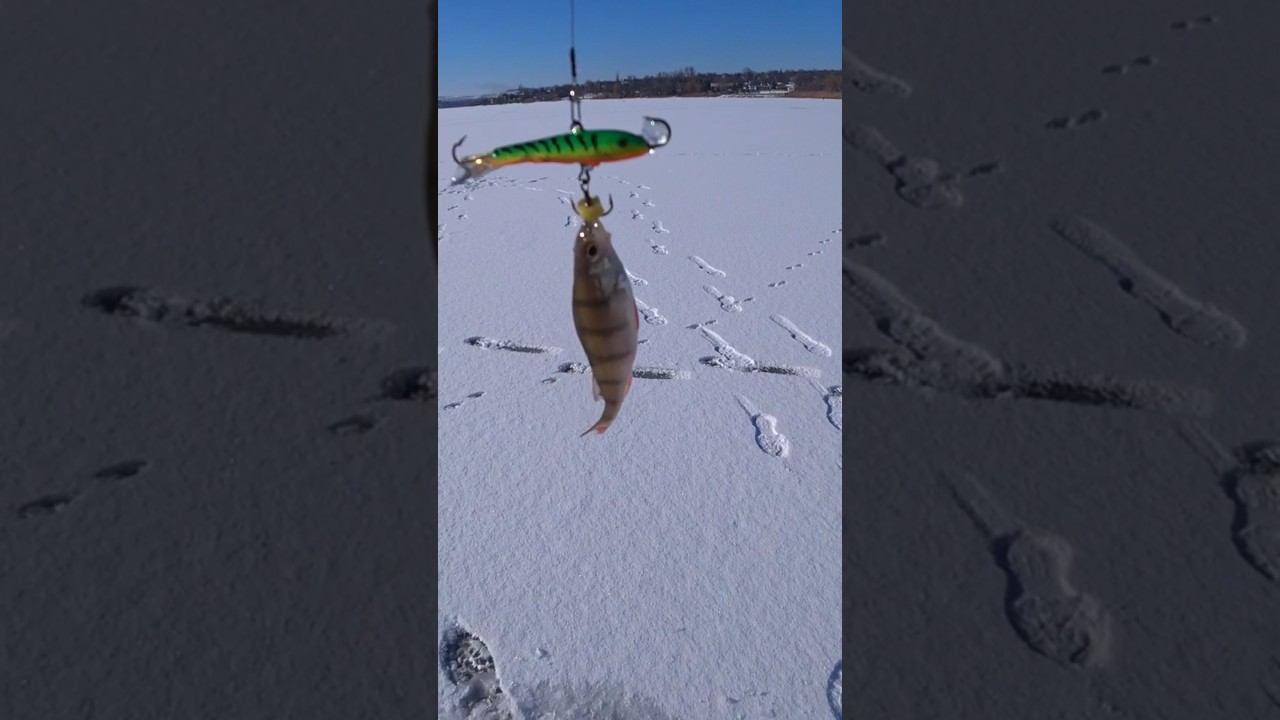 Забросил одного, вытащил двух #зимняярыбалка #shorts смотреть онлайн