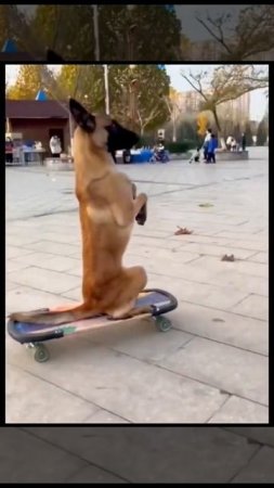 Funny Dog skating with skateboard #shorts