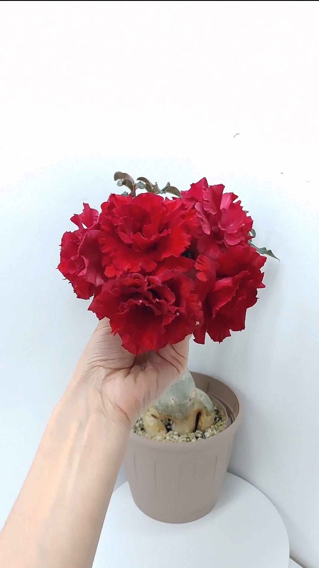 Адениум Красный бриллиант❤️