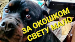 ДЮША СВЕТИТСЯ, НЮСЬКА ПЛЮЩИТСЯ