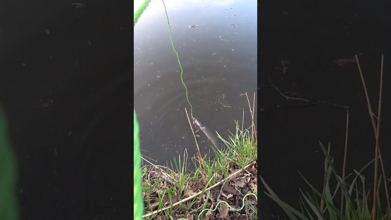 Рыбацкое счастье #рыбалка #fishing #щука #shorts