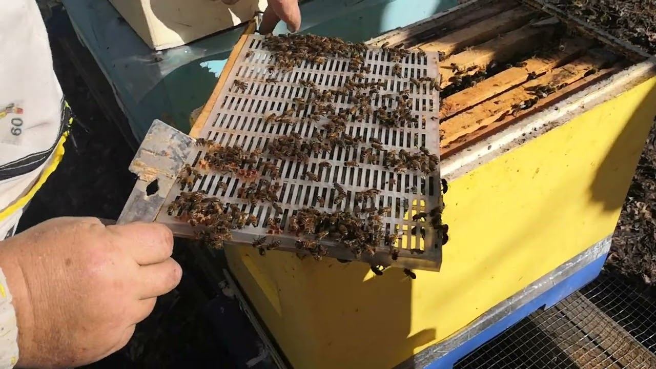 зимовка маток в изоляторах. зимовка маток в изоляторах хмары смотреть онлайн