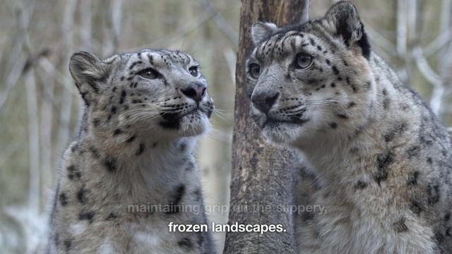 Snow Leopard Survival: Unveiling the Unique Traits of Snow Leopards 6 Key Facts #snowleopards смотреть онлайн