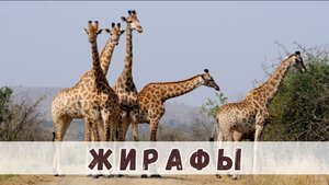 Жирафы: небесные великаны саванны #жирафы