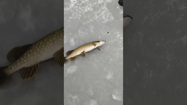 Ловля щуки на жерлицы 15.01.24. #рыбалка #отдых #зимняярыбалка #жерлицы смотреть онлайн