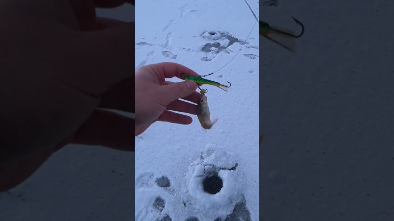 Окунь "семидесятка" #рыбалка #зимняярыбалка #shorts смотреть онлайн