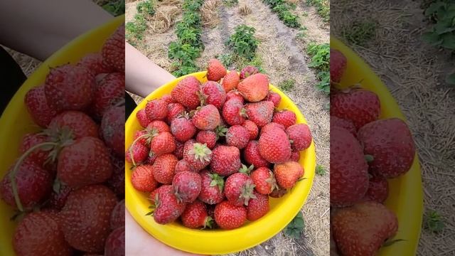 Влог/ собираем клубничку, тестируем гриль🙂 смотреть онлайн