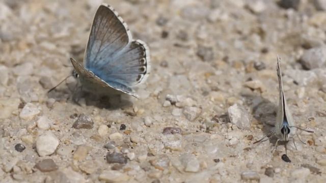 Modrásek slovenský - Polyommatus slovacus смотреть онлайн