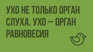 Ухо не только орган слуха. Ухо – орган равновесия. Видеоурок по окружающему миру 4 класс