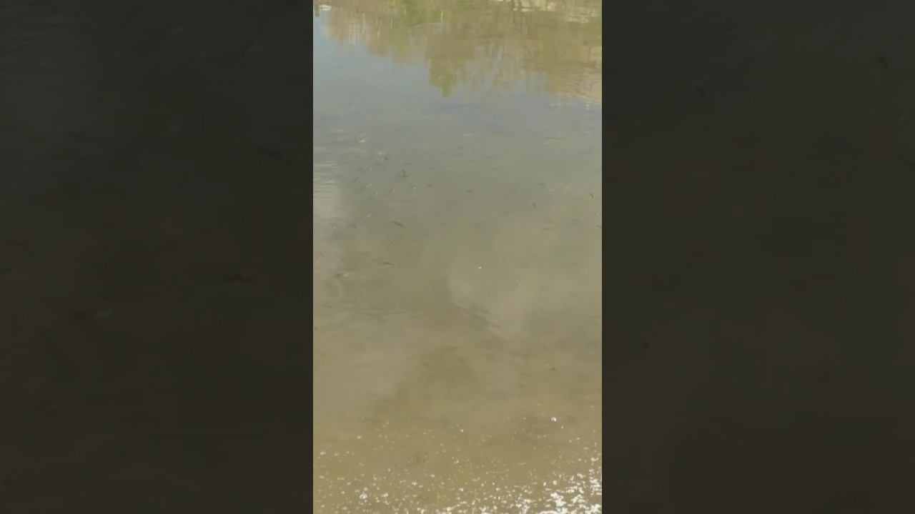 Найди карпов на видео #рыбалка #карп #сазан #нерест #весна #shorts