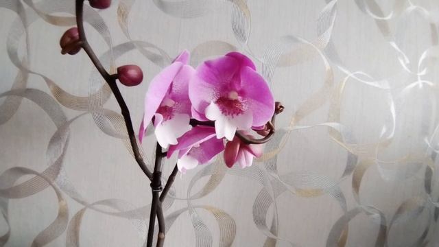 Орхидея покарившая моё сердце с первой секунды 💞💞💞