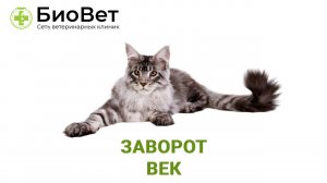 Заворот век у кошек и собак