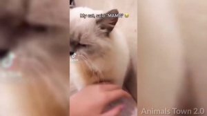 Забавные животные№137