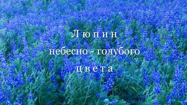 Живые Цветы. Люпин небесно-голубой. смотреть онлайн
