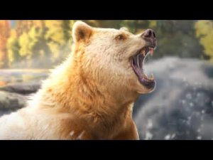 Spirit Bear - Explained - Beast Lord