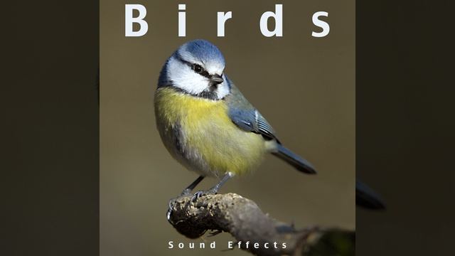 Birds Sound Effect смотреть онлайн