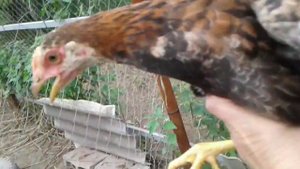 Куры в огороде. #куры #курынесушки #chicken