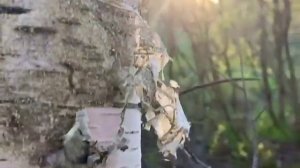 "Милая моя, солнышко лесное" в исполнении Юрия Визбора. 1972 год